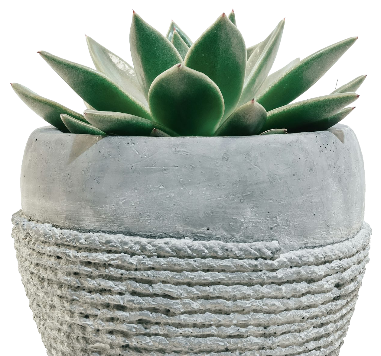 Succulent in ceramic pot